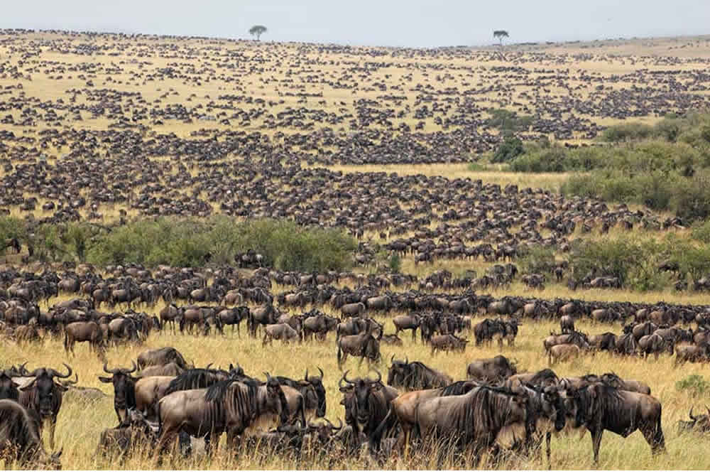 Tanzania & Kenya Safari