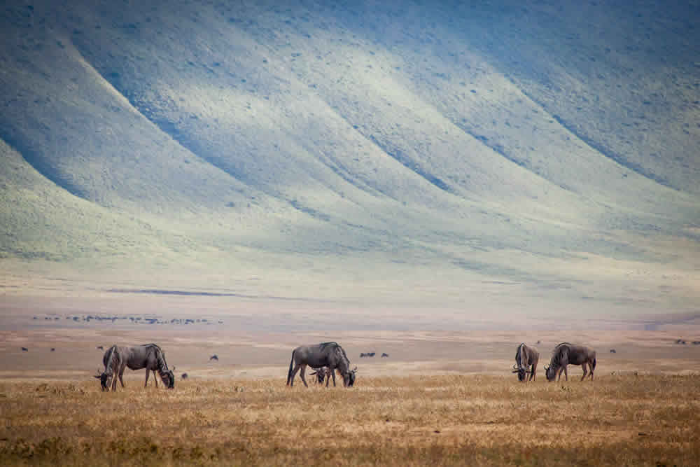 Tanzania & Kenya Safari