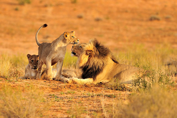 8 Days Southern Tanzania Advnture Safari